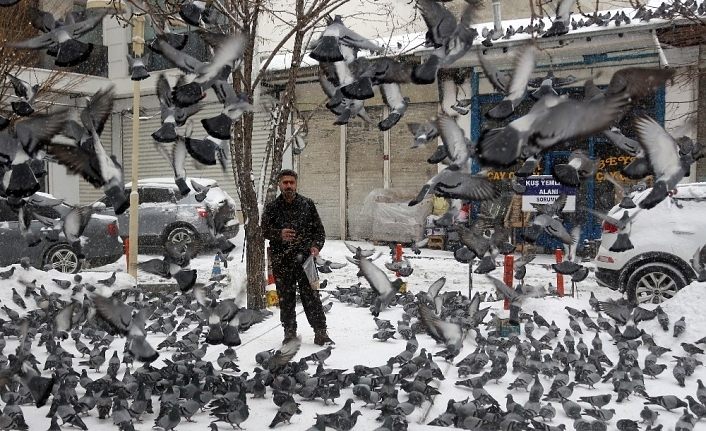 Van'da kuşların yem mücadelesi görsel şölen oluşturdu
