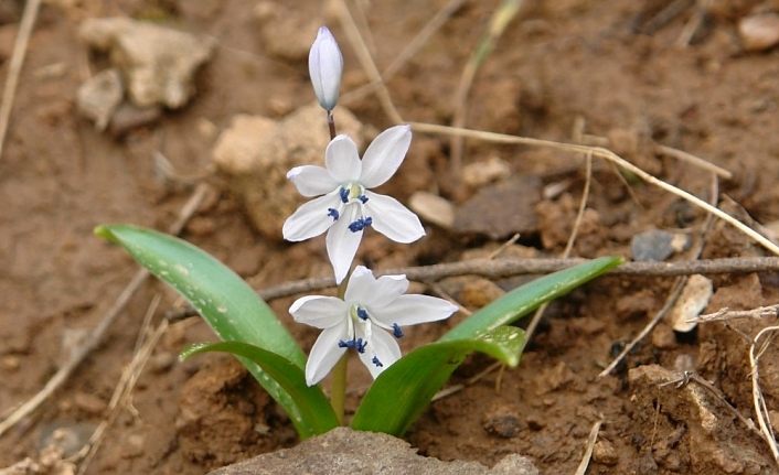 Ünlü botanikçi Hakkâri’de endemik bir bitki türü keşfetti