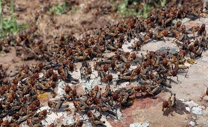 Van çekirge istilası ile karşı karşıya mı? 