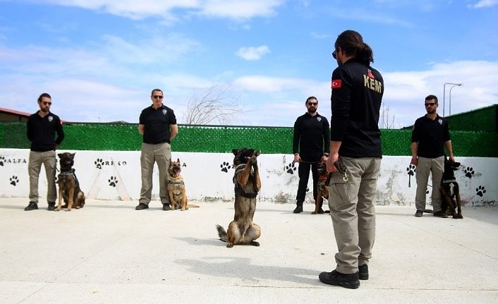 Bu kez ‘Evde kal’ çağrısı, dedektör köpeklerden geldi