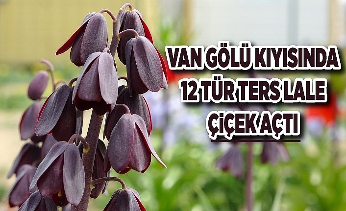 Van Gölü kıyısında 12 tür ters lale çiçek açtı