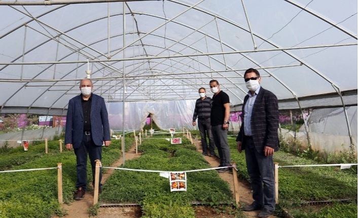 Van Büyükşehir Belediyesi Genel Sekreter Yardımcısı Çetin, yerli tohum üretimini inceledi