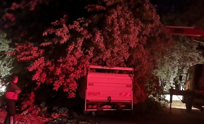 Van Edremit'te üzerine ağaç devrilen hayvanlar yara almadan kurtuldu