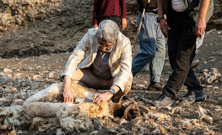 Van Valisi Bilmez koyun kırktı, koyunların sütünü sağan Berivanları ziyaret etti