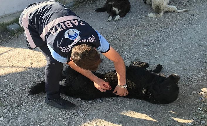 Van’da yakılan köpeği İpekyolu Belediyesi kurtardı