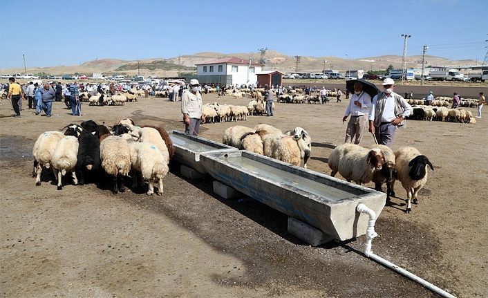 Van Büyükşehir Belediyesi kurbanlık denetim ve çalışmaları artırdı