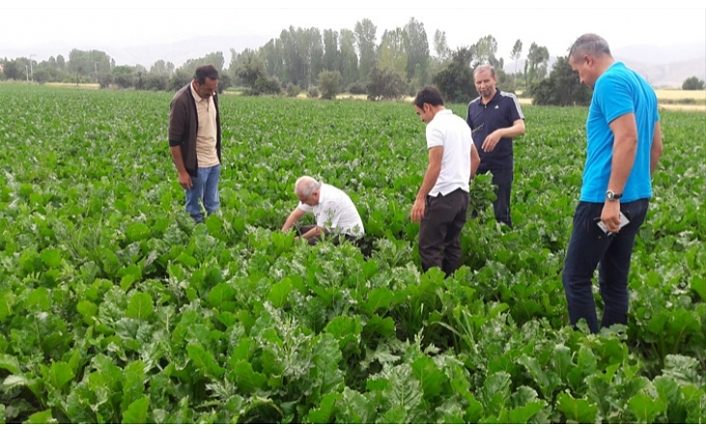 Van’da şeker Pancarı ekim alanı 5 bin 500 dekardan 11 bin dekara çıktı