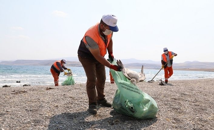 Van büyükşehir belediyesi telef olan martıları topladı