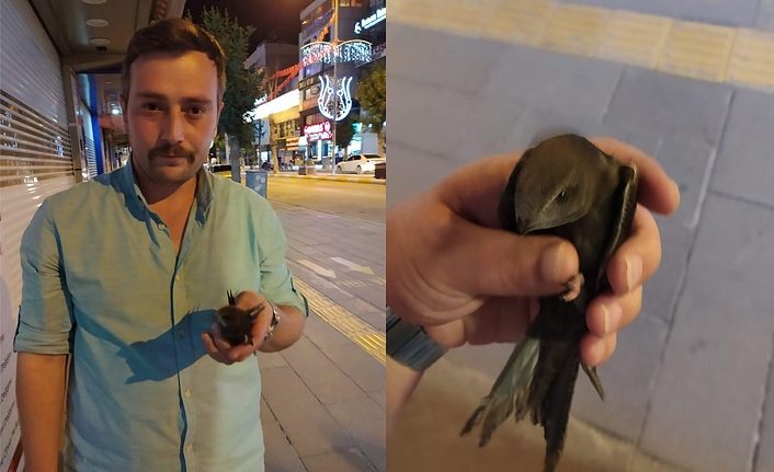 Van İpekyolu Belediyesi Ebabil kuşuna şefkat eli uzattı