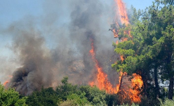 Van Edremit Belediye Başkanı Say’dan ormanları koruma çağrısı