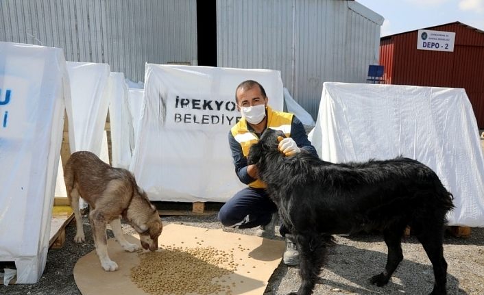 İpekyolu Belediyesi atık malzemelerden sokak hayvanları için kışlık barınak yaptı