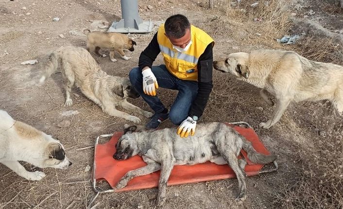 Yaralı köpeğe İpekyolu Belediyesi sahip çıktı