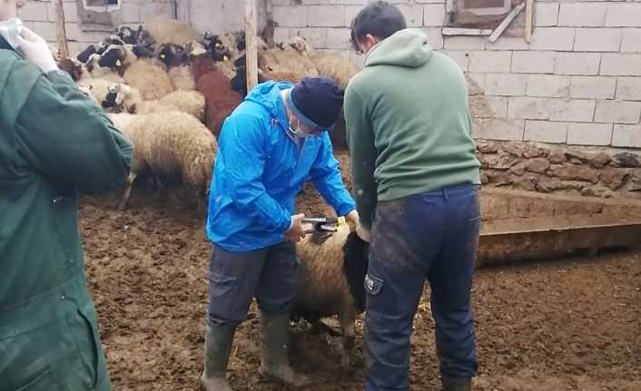 Çaldıran’da küçükbaş hayvanların sağlık taraması yapıldı