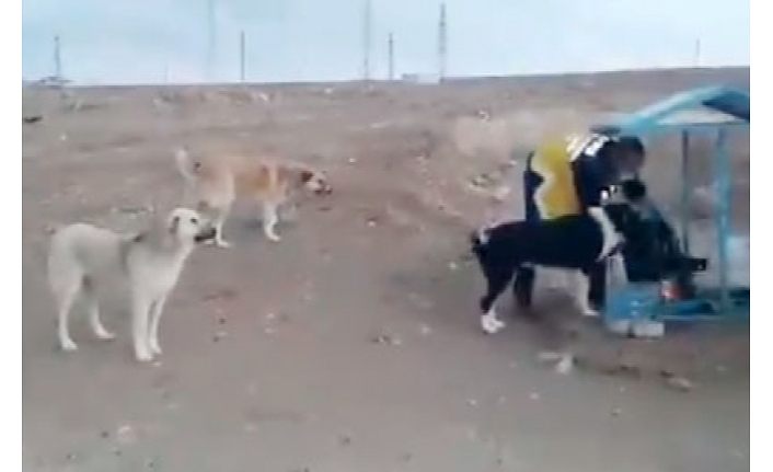 Donmak üzere olan yavru köpekleri Edremit Belediyesi kurtardı