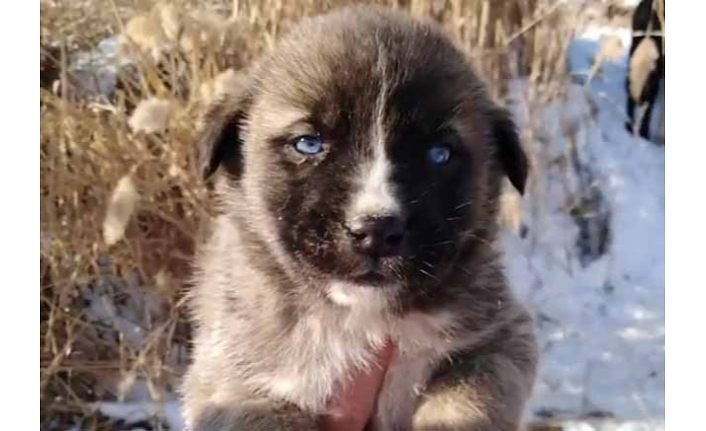 Edremit Belediyesi yavru köpekler için seferber oldu