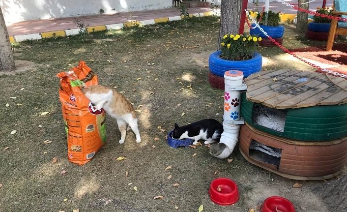 İpekyolu Belediyesi sokak hayvanları ile yakından ilgileniyor