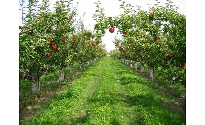 Tuşba’da meyvecilik geliştirme projesi başvuruları uzatıldı