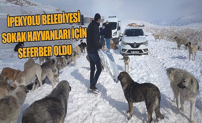 İpekyolu Belediyesi Sokak hayvanları için seferber oldu