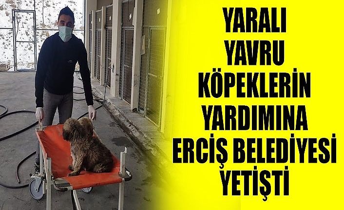 Yaralı yavru köpeklerin yardımına Erciş Belediyesi yetişti