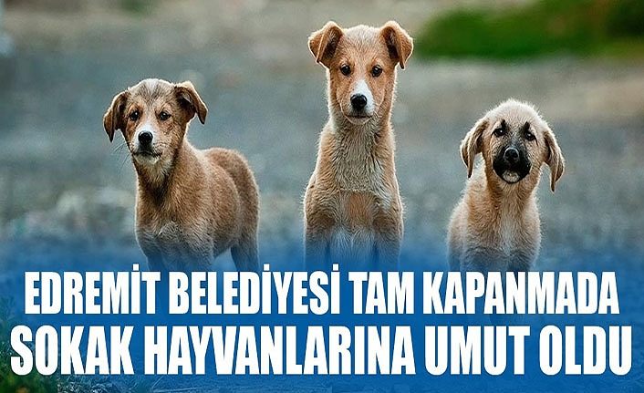 Edremit Belediyesi tam kapanmada sokak hayvanlarına umut oldu