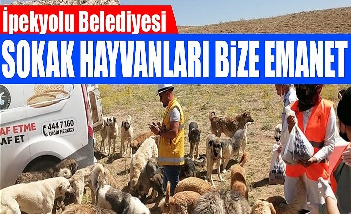 İpekyolu Belediyesi: Sokak hayvanları bize emanet