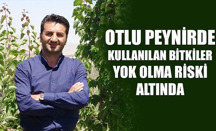 Otlu peynirde kullanılan bitkiler yok olma riski altında