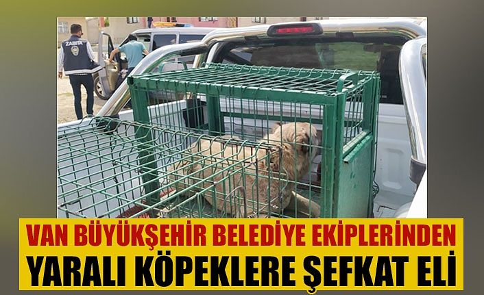 Van Büyükşehir Belediye ekiplerinden yaralı köpeklere şefkat eli