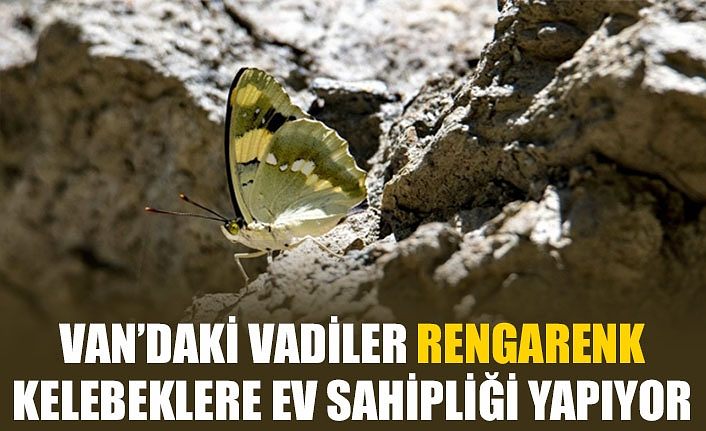 Van’daki vadiler rengarenk kelebeklere ev sahipliği yapıyor