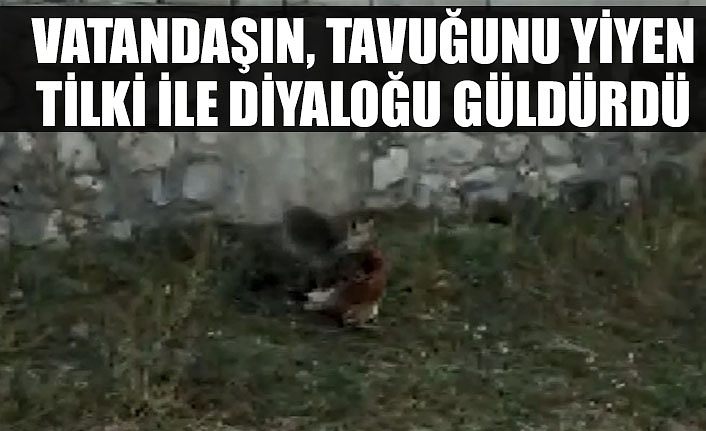 Vatandaşın, tavuğunu yiyen tilki ile diyaloğu güldürdü