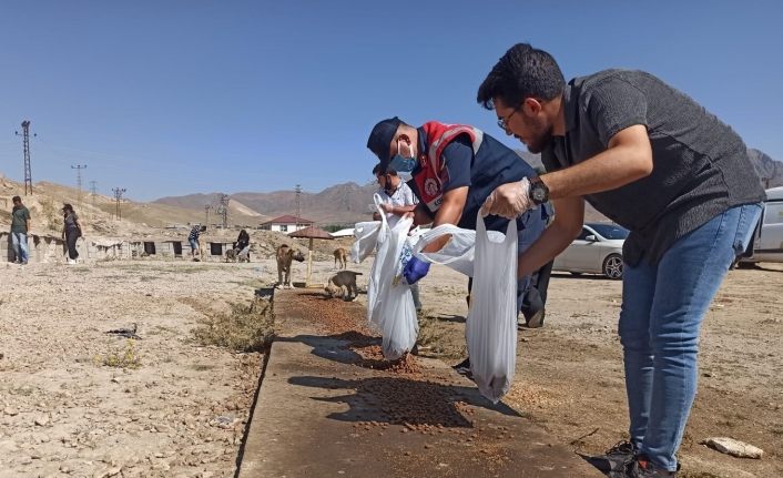 Bayram tatilinde sokak hayvanları unutulmadı