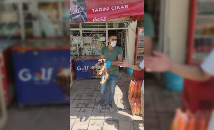 Erciş Belediyesi sokak hayvanlarının umudu oldu