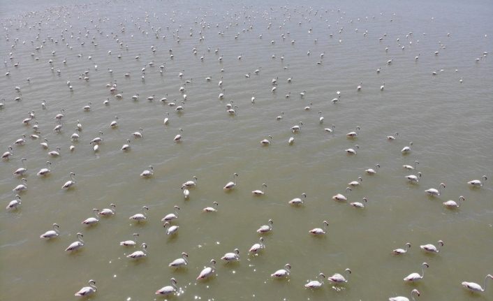 Van Gölü Havzası’nın narin kuşları flamingolar görsel şölen sunuyor