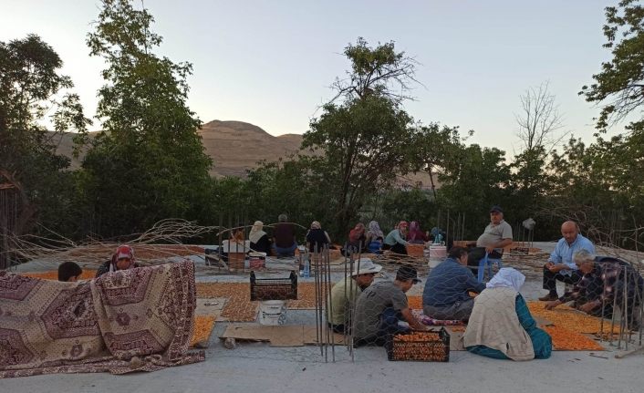 Van’da kayısı kurutma dönemi başladı