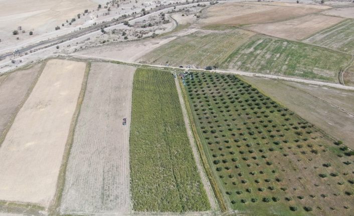 Türkiye’nin en sulak ilçesinde mısır hasadı başladı