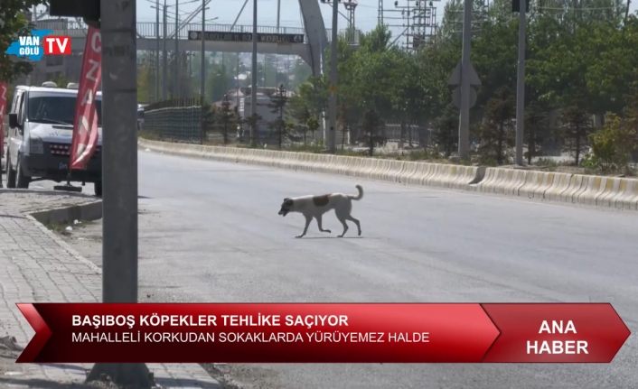 Van Beyüzümü Mahallesi’nde başıboş köpekler tehlike saçıyor