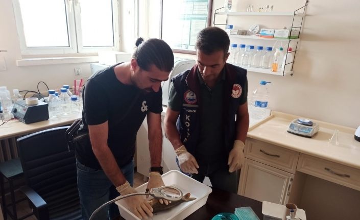 Van’da korkutan balık ölümlerinin nedeni belli oldu