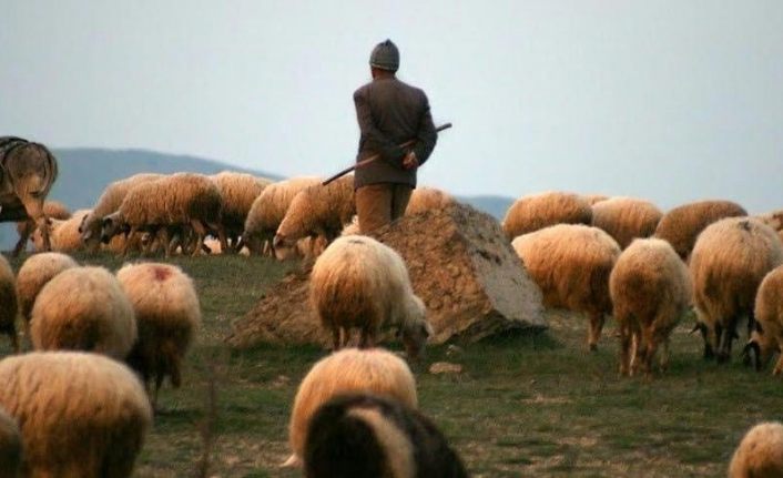 ‘Afgan çoban’ ilanı veren şahıs gözaltına alındı