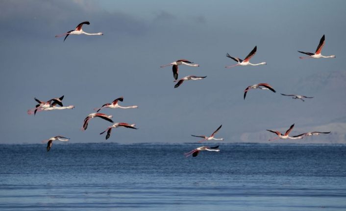 Flamingolar kış mevsiminin gelmesine rağmen Van’ı terk etmedi