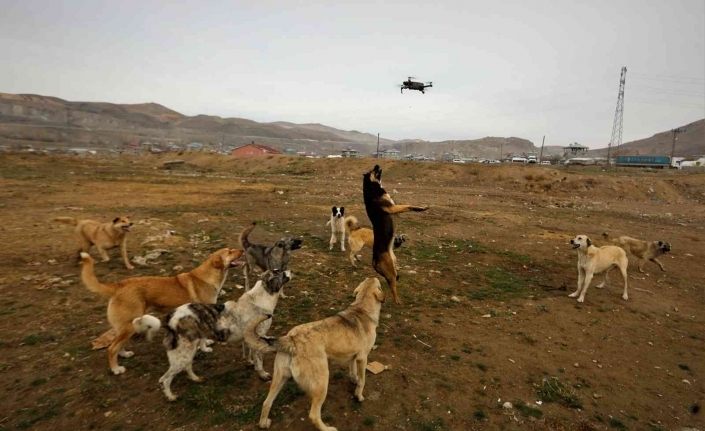 Köpeklerin drone ile imtihanı kamerada