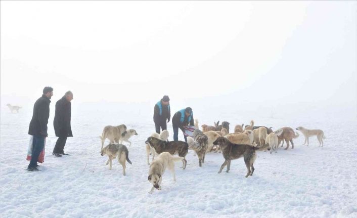 Tuşba Belediyesi sokak hayvanları için seferber oldu