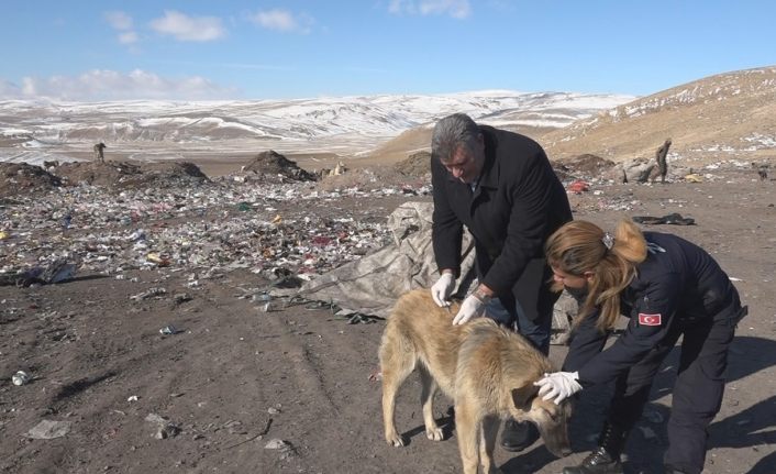 Erciş’te belediye ekipleri sokak hayvanlarına yiyecek bırakarak aşılarını yaptı