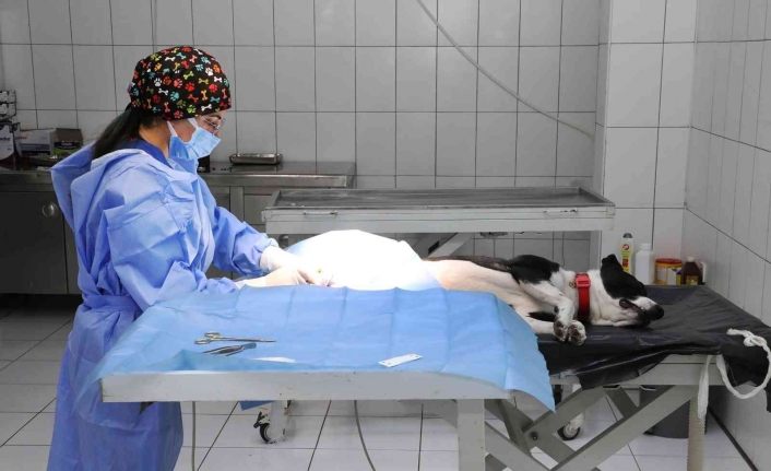 Van Büyükşehir Belediyesi yasak ırkları ücretsiz kısırlaştırıyor