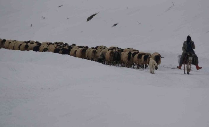 Koruma altındaki Norduz koyununun kartpostallık görüntüleri