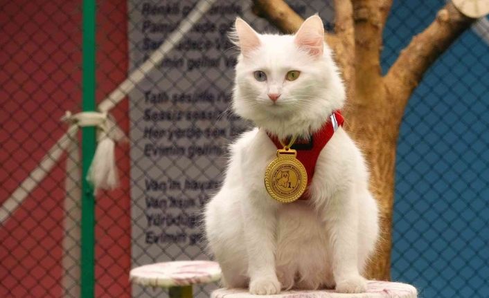 Yılın en güzel Van kedisi ‘Mia’ ilgi odağı