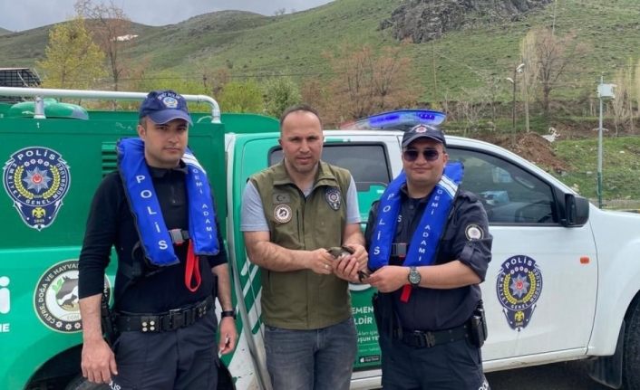 Deniz polisi Van Gölü’nde poşete dolanan yaralı ebabil kuşunu kurtardı