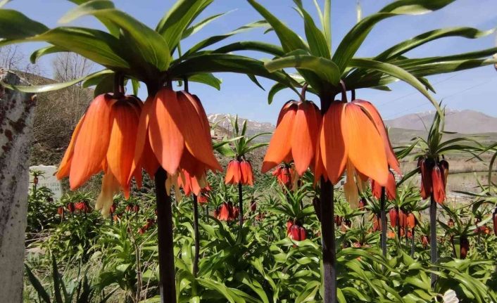 Seyredene bedava, koparana 109 bin 593 lira ceza
