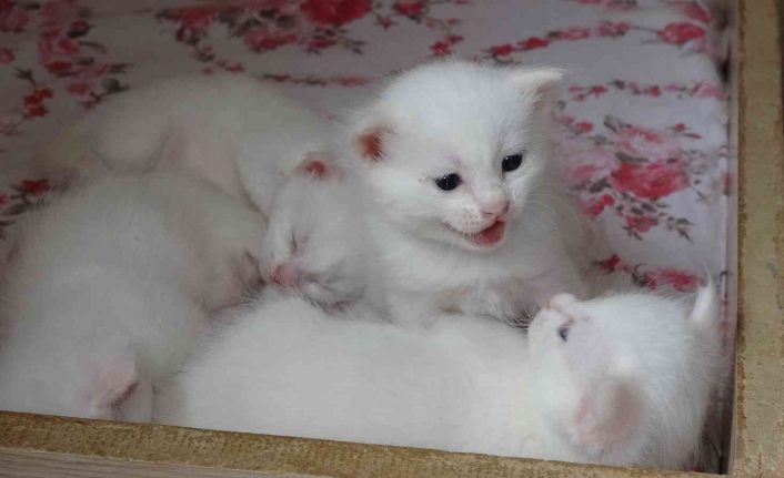 Yılın en güzel Van kedisinin sevimli yavruları