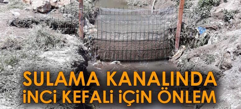 Sulama kanalında inci kefali için önlem