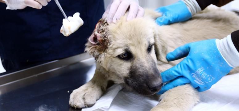 Kulağı kesilen yavru köpek tedavi altına alındı