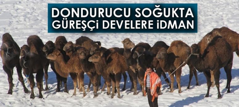 Dondurucu soğukta güreşçi develere idman